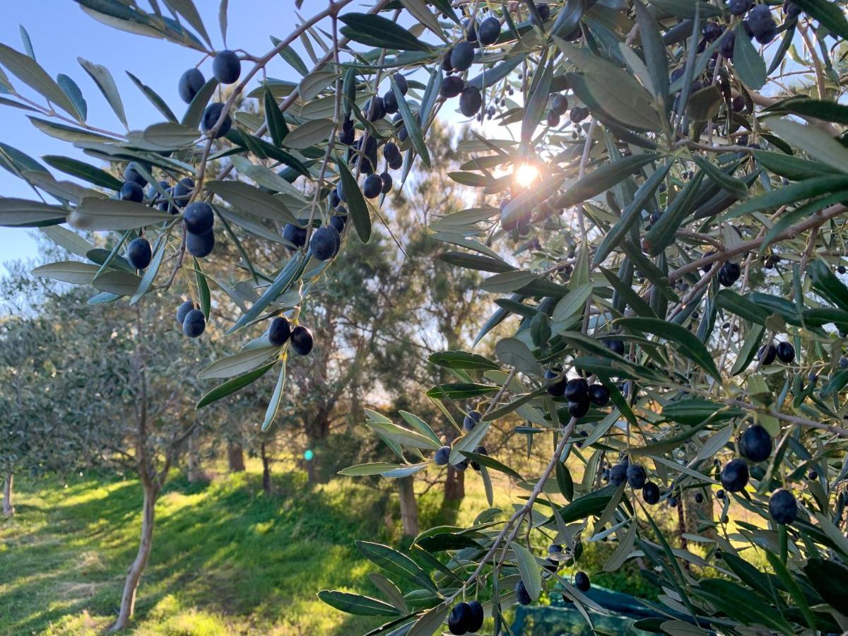 مبيت وإفطار Sellicks Hill The Old Chaff Mill Organic Vineyard Retreat المظهر الخارجي الصورة